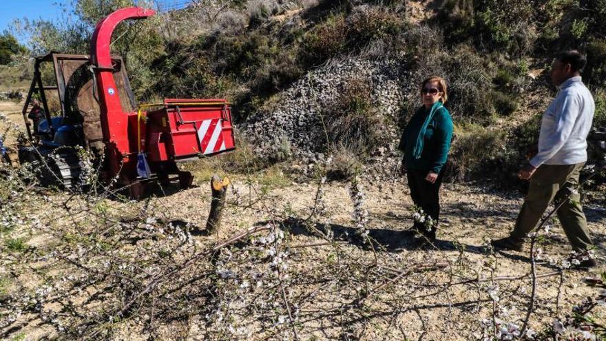 Agricultores afectados por el arranque de almendros en una finca situada en el término municipal de Fageca, en la comarca de El Comtat.