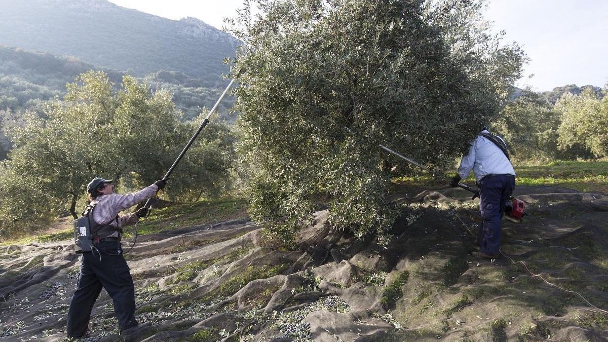 Las campañas de olivar y cítricos darán casi 3 millones de jornales en Córdoba