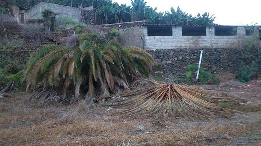 Muerte a dos ejemplares canarios en Bañaderos