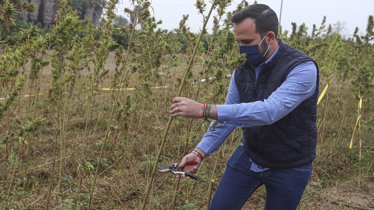 Un cultivo experimental en Callosa de Segura trata de salvar la variedad autóctona de cáñamo