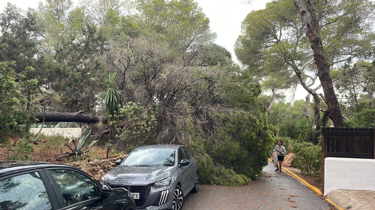 Dos árboles caen sobre vehículos estacionados en Cala Vedella, Ibiza, tras el paso de la DANA