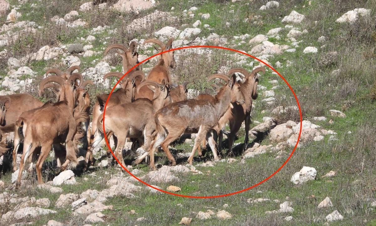 Síntomas visibles de la sarna en los arruís: alopecia y costras gruesas