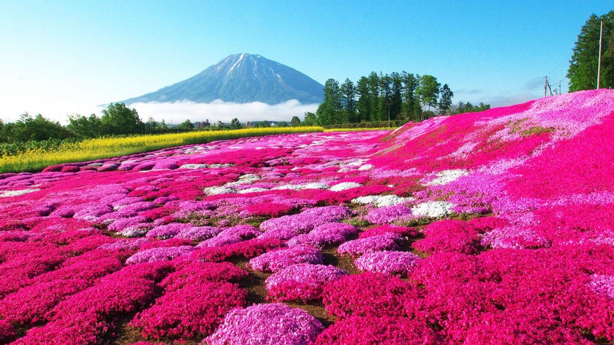 Niseko, Hokkaido, Japón