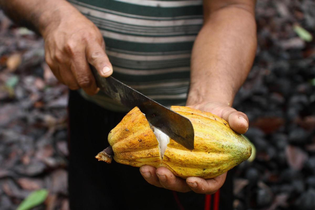 La suite de cata de MAANNA con chocolate LAFLOR de cacao de Perú, una de las referencias con las que el espacio acerca al cliente al origen y la trazabilidad del producto.