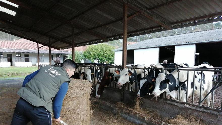 De la clase a la cuadra: Asturias impulsará "prácticas ganaderas" para facilitar el conocimiento real de los jóvenes del campo