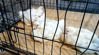 Un grupo animalista "rescata" diez pollos en el matadero de Algemesí