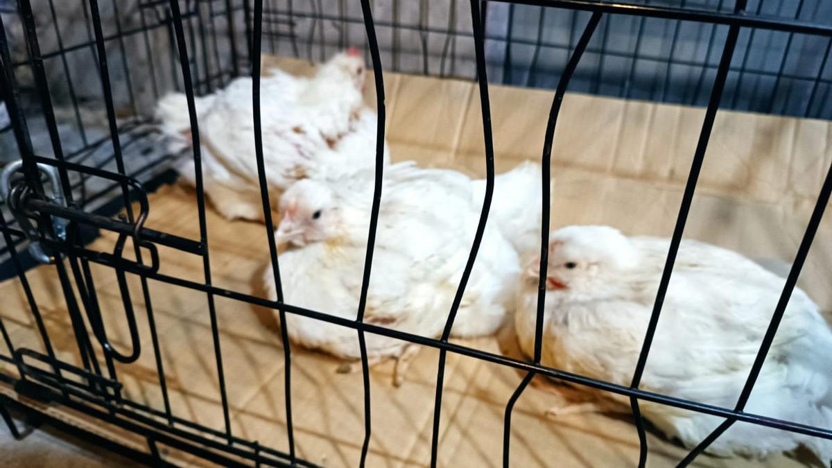 Pollos en una jaula.