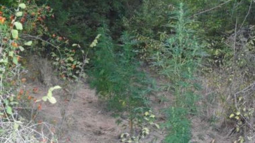 La Policía encuentra 30 plantas de marihuana en una finca