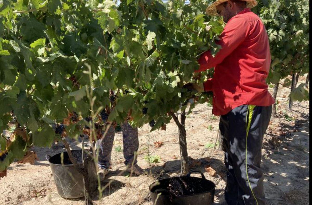 Vendimia &quot;a máquina&quot; ante la falta de mano de obra en Toro