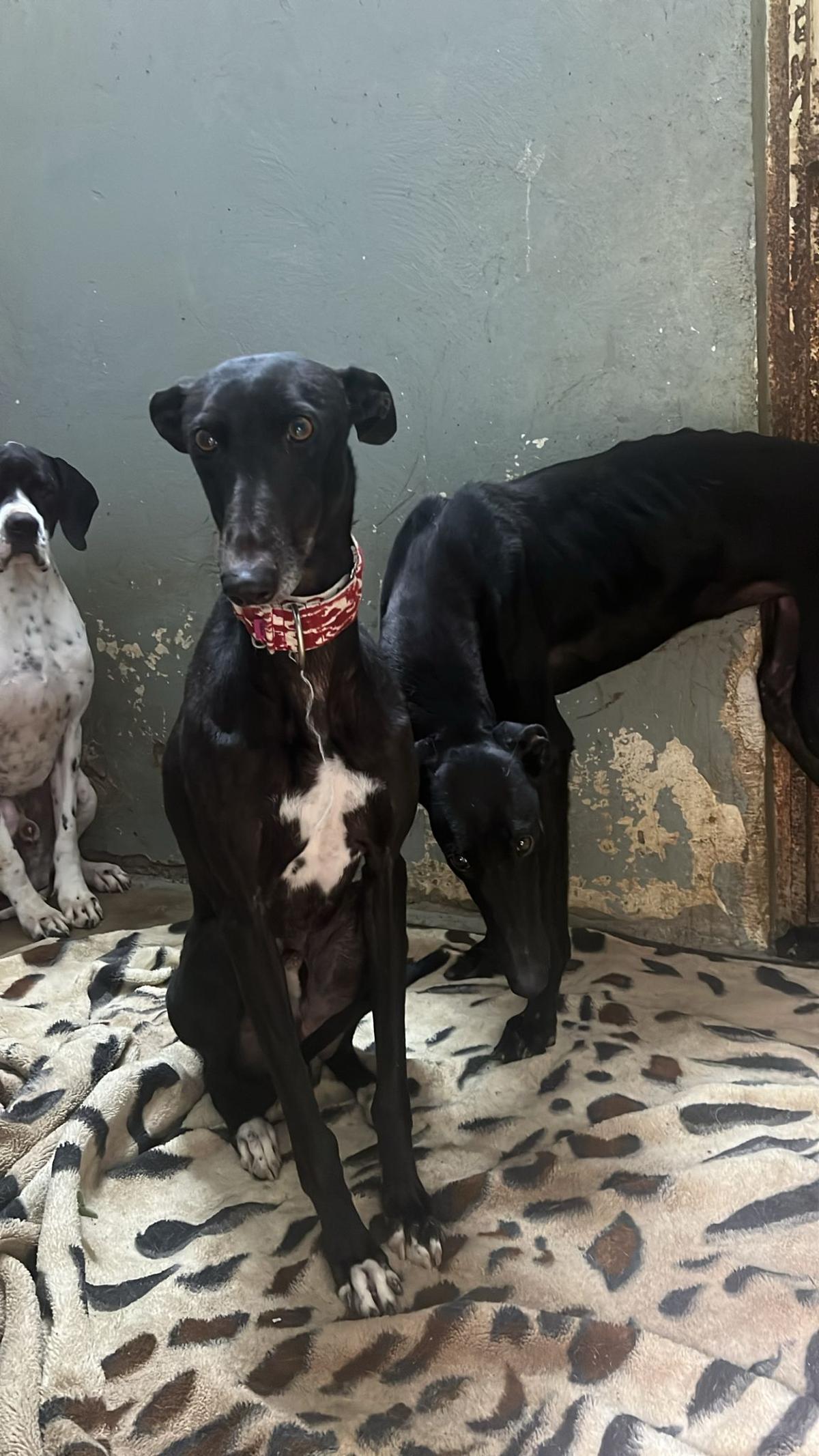 Uno de los galgos que acaban de abandonar.