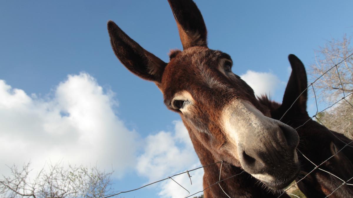 Frohe Ostern wünscht dieser freundliche Genosse, der mallorquinische Esel Nofre.