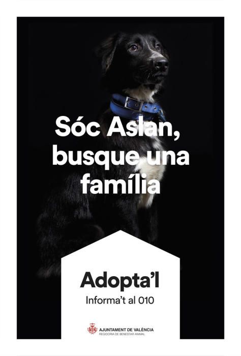 València pone cara y nombre a los perros de Benimàmet que buscan familia de adopción