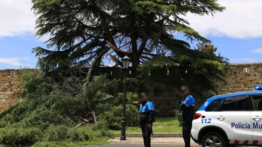 El viento tumba varias ramas de un árbol en la ronda del Degolladero