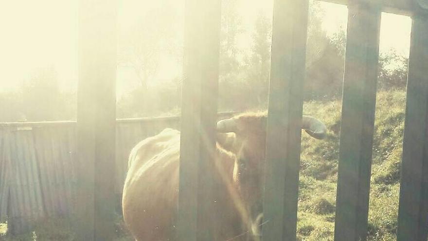 La curiosa imagen de un jabalí mamando de una vaca en Los Cabos, Pravia