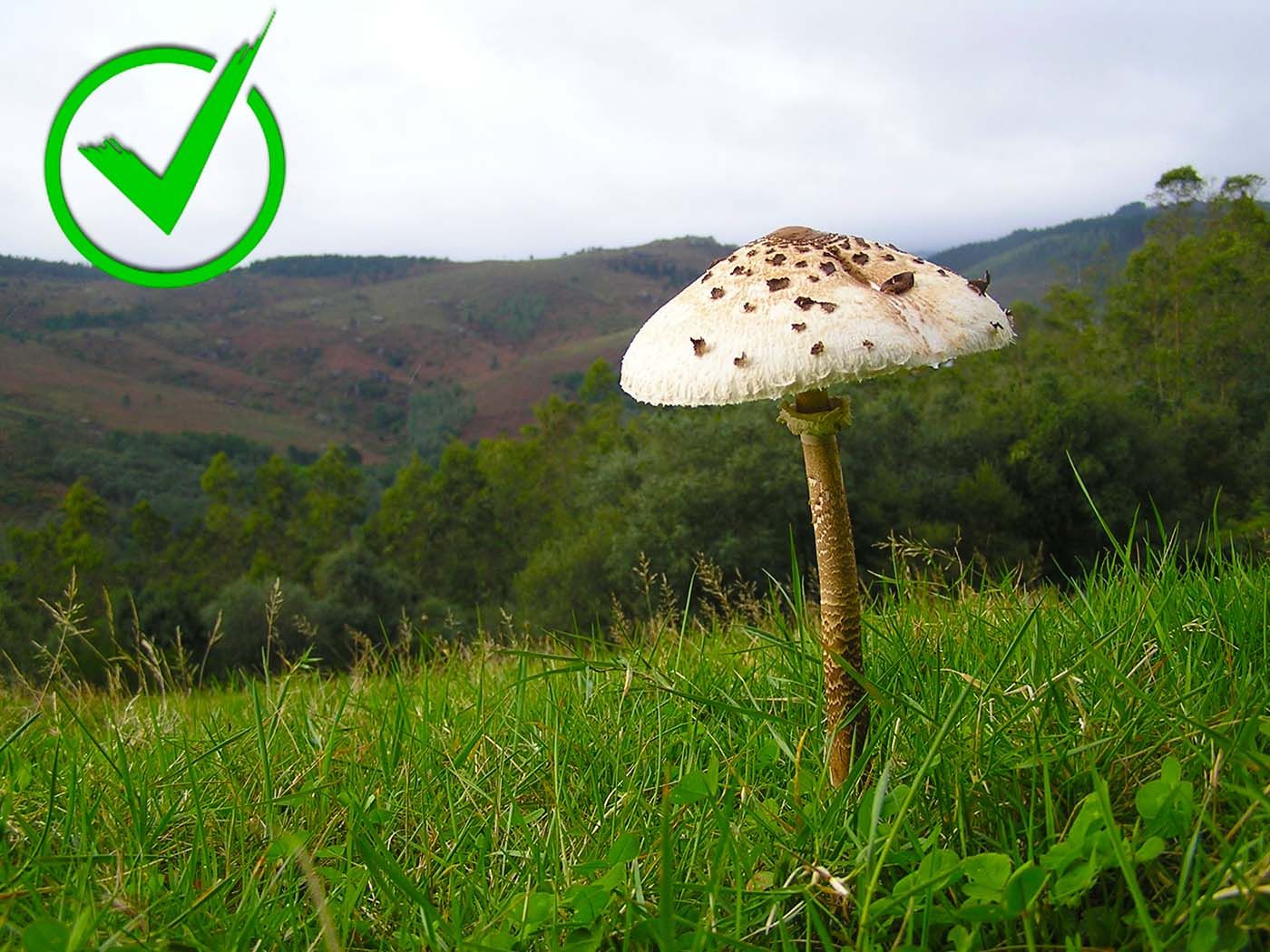 10-Macrolepiota procera.jpg