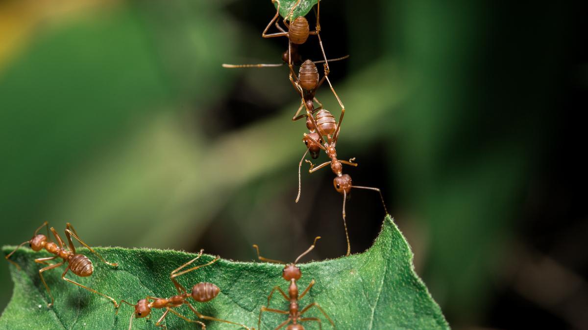 En España hay más de 100 especies de hormigas.
