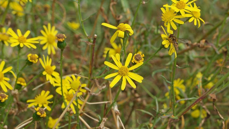 El senecio, la margarita que envenena al ganado, se expande por España