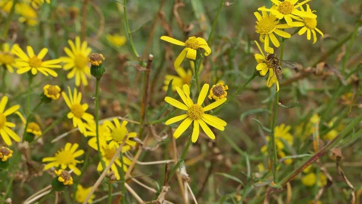 El senecio, la margarita que envenena al ganado, se expande por España