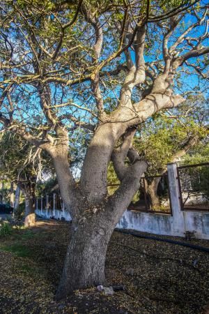 Árboles emblemáticos de Las Palmas de Gran Canaria