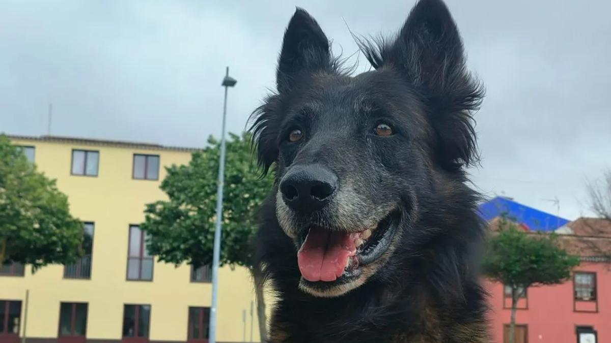 Adiós a Ares, uno de los perros más heróicos de Canarias