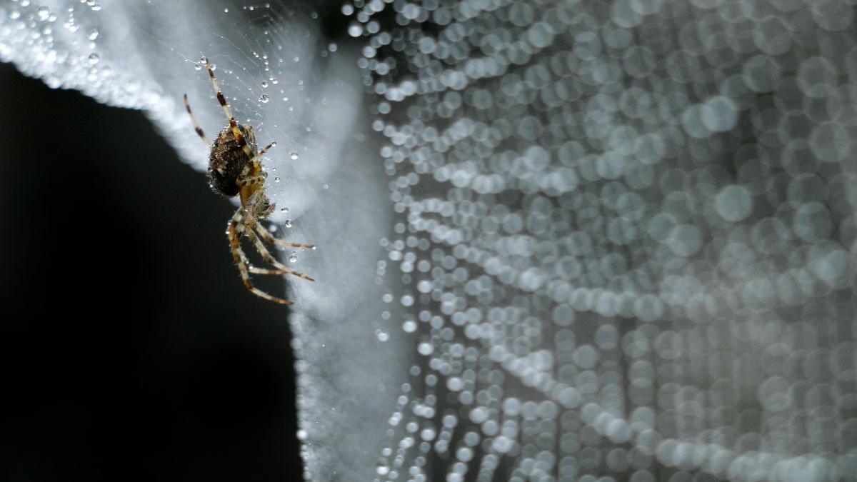 La seda de las arañas podría ser la llave para curar el cáncer - Levante-EMV