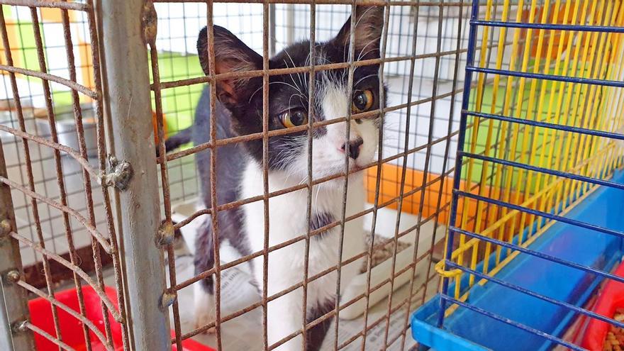 Adopciones con gato encerrado: destapan una estafa en Galicia