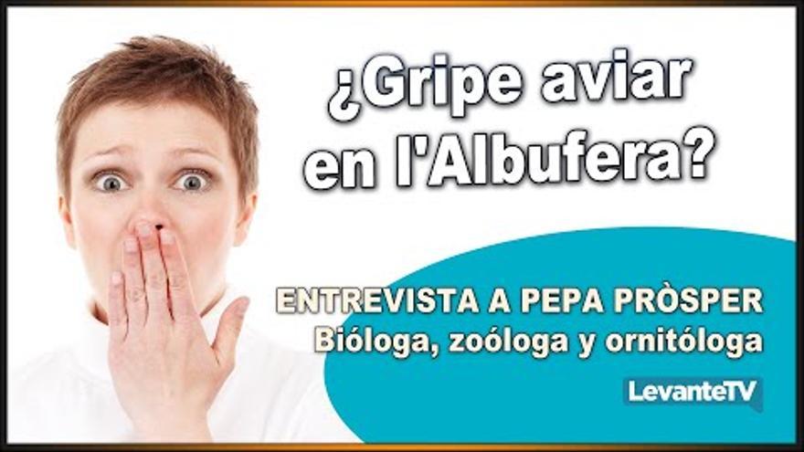 CVED - ¿Gripe aviar en l&#039;Albufera?