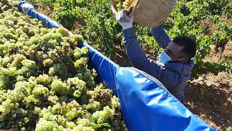 El año pasado se cosecharon más de 92 millones de kilos de uva.
