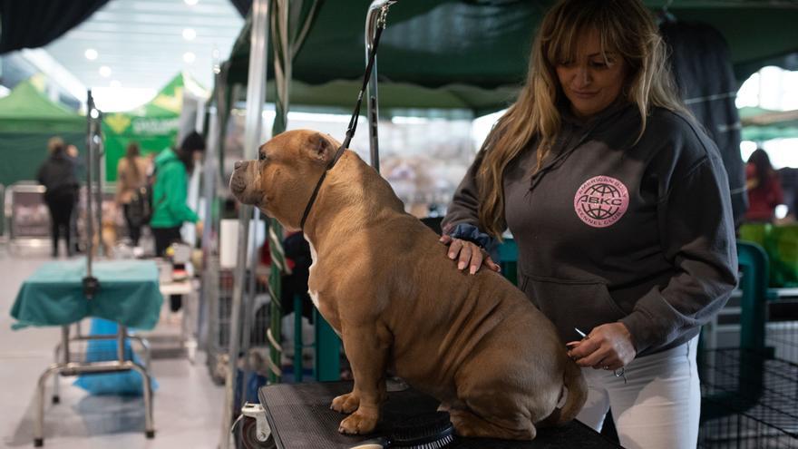 Zamora estrena un superparque canino 'Agility' para los perros