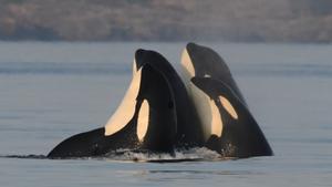Varios ejemplares de orca.