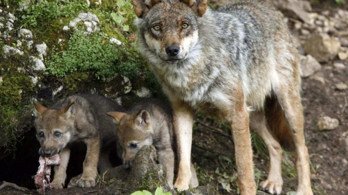 Un ejemplar de lobo con sus crías.