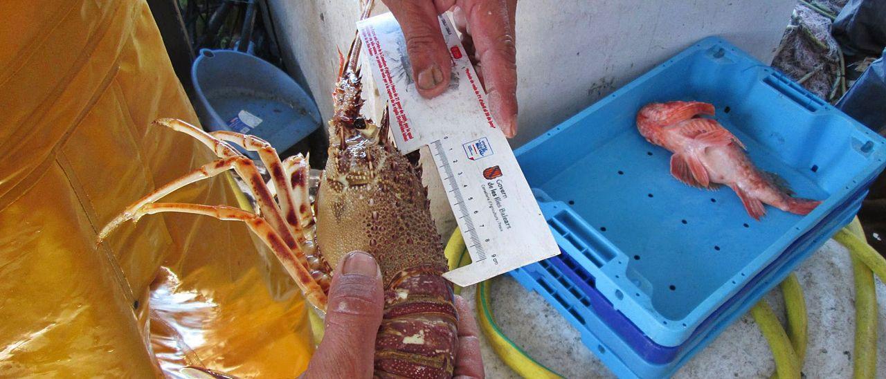 Un pescador mide una langosta capturada en Eivissa. En la caja, una ‘roja’.