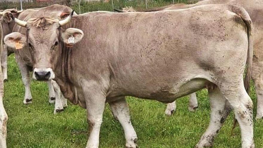 La vaca, prenyada de 4 mesos, que es va endur l&#039;explotació Furroi