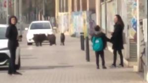 Un grupo de jabalís se pasea por las calles de Badalona