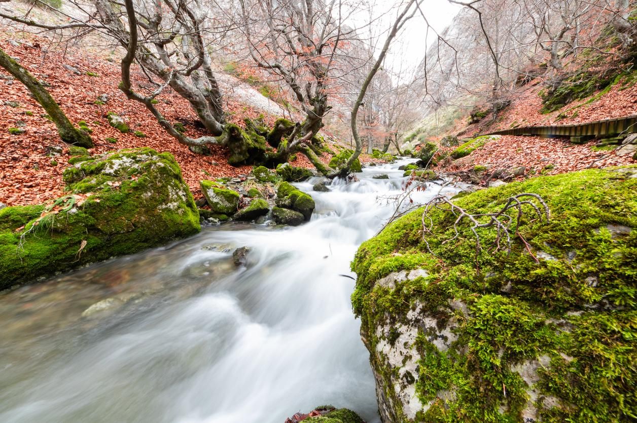 Este es uno de los bosques más bonitos de León.