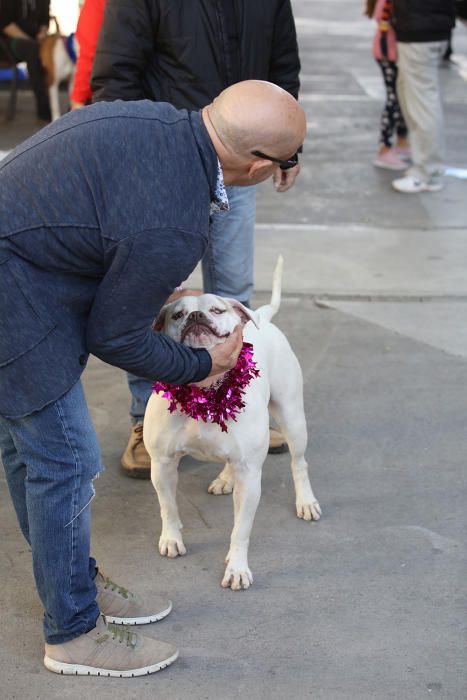 Es Mercat Vell acoge una jornada de adopción responsable promovida por el Centro de Protección Animal de sa Coma.