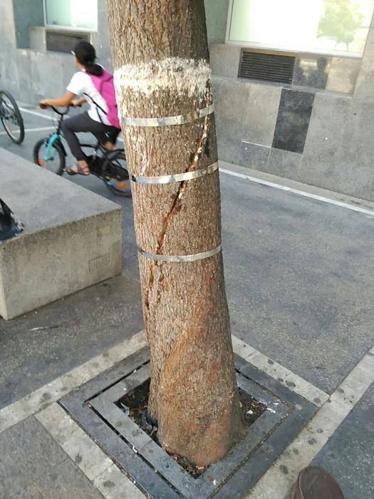 Les 'ferides' de l'arbre atropellat a Manresa