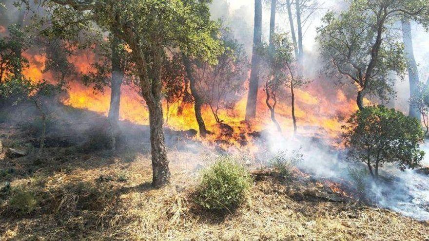 Incendio forestal en un bosque