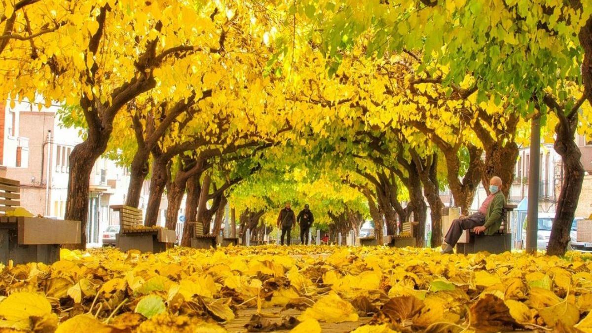 El mejor túnel otoñal de Murcia está en Yecla la ganadora de la nueva Estrella Michelín para la Región