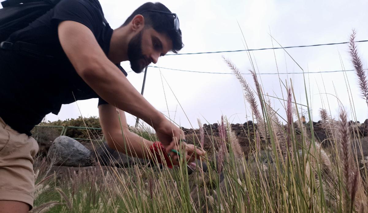 Uno de los jóvenes voluntarios corta la parte superior de la planta para meterla en la garrafa.