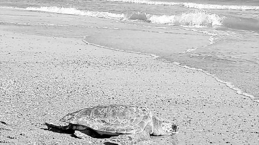 El oceanogràfic suelta tres tortugas en el saler