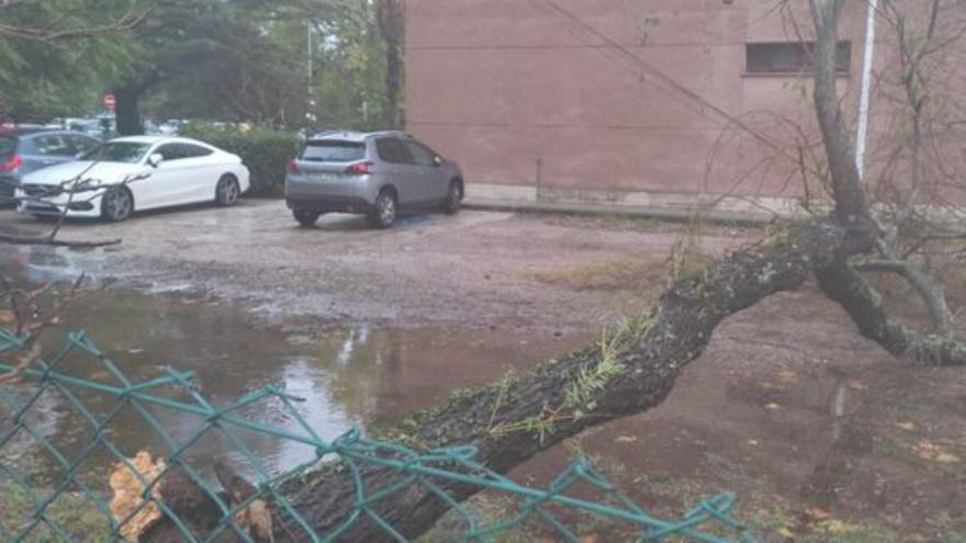 Un árbol se precipita en instituto Mendiño sin causar daños