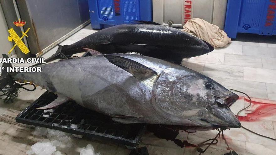 Sorprenden a un pescador en Águilas con dos atunes rojos capturados de forma ilegal