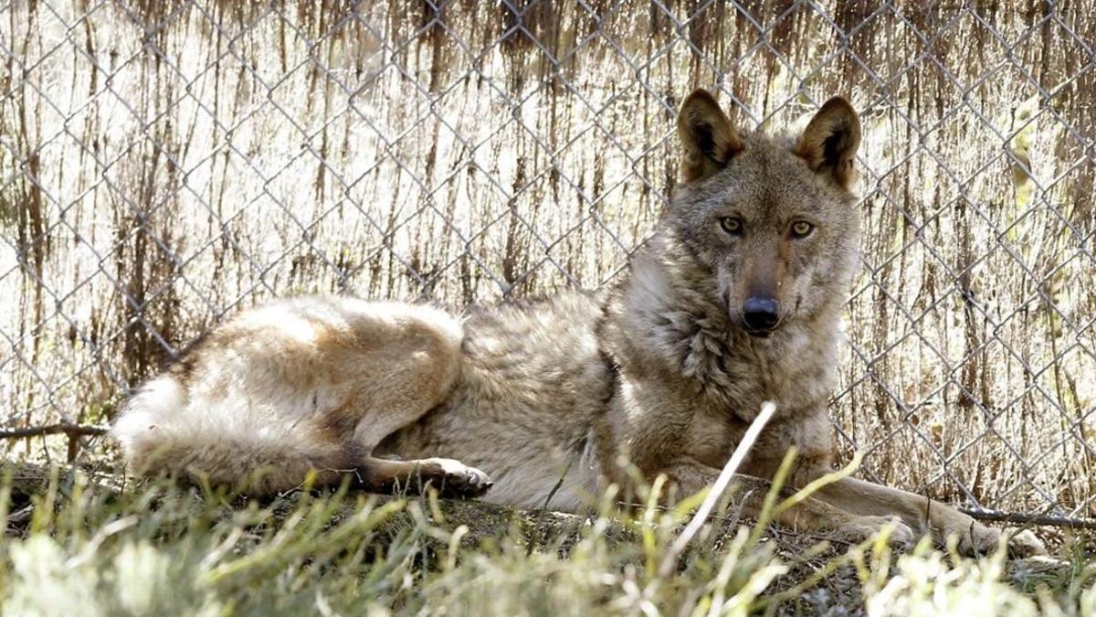 Un lobo en la Sierra de la Culebra zamorana.