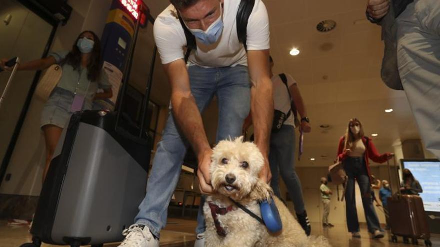 Carreño juega con su perro Toby. | Ricardo Solís