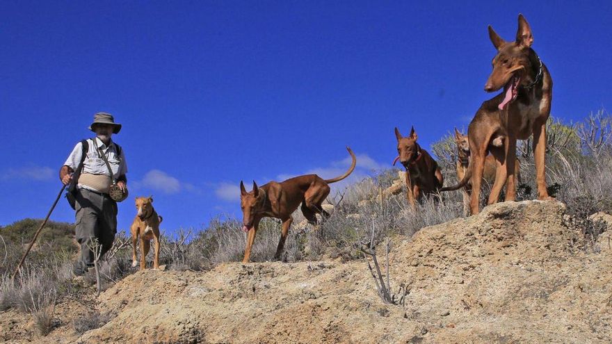 Hunters denounce the appearance of hundreds of dead rabbits on Mount Teide