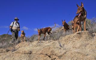Los cazadores denuncian la aparición de cientos de conejos muertos en el Teide