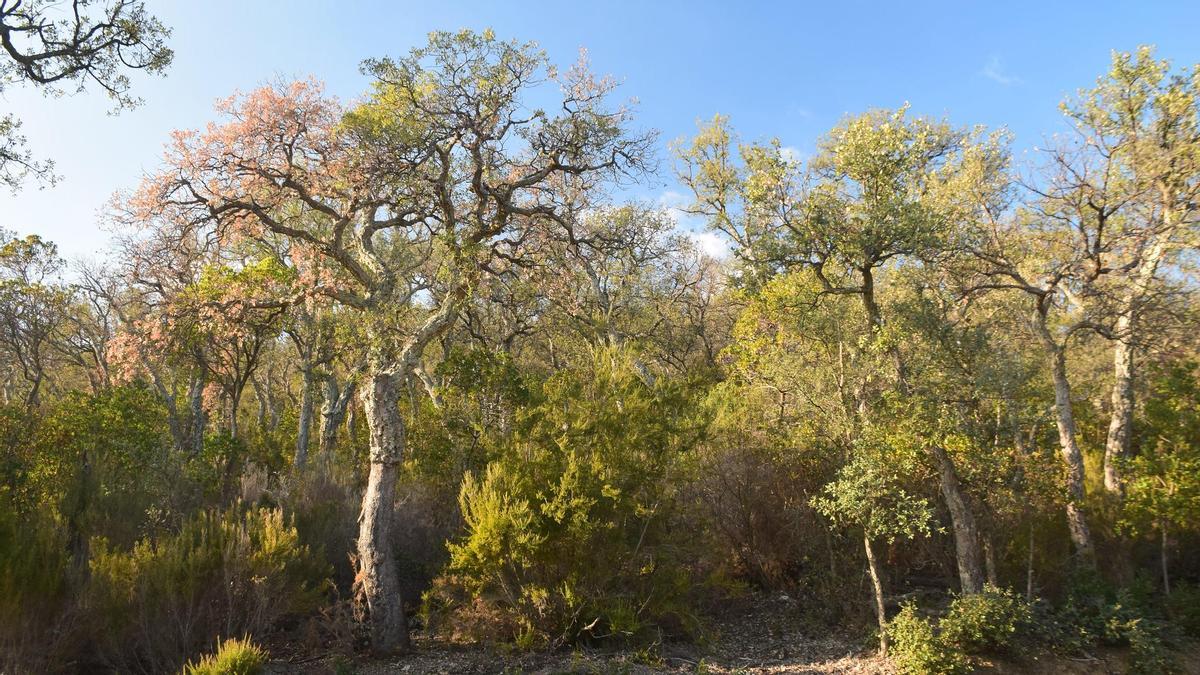 L'abandonament agrari i ramader ha provocat la densificació dels boscos i la crescuda d'arbustos.