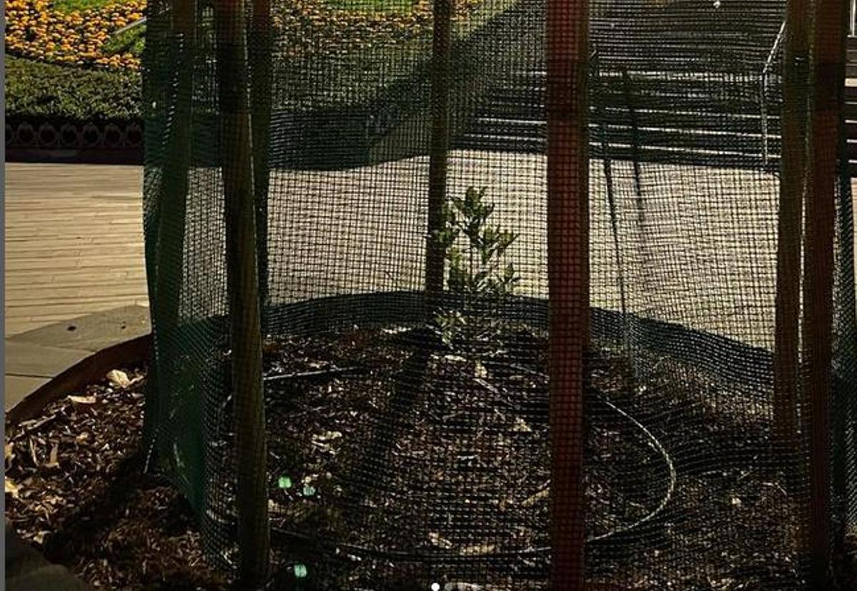 Un pequeño ejemplar de barbuzano sustituye al eucalipto del paque García Sanabria.