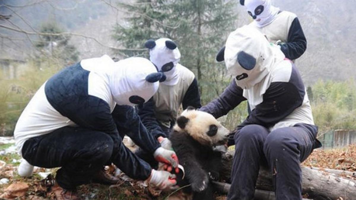 Cuatro cuidadores usan los trajes de panda durante el entrenamiento de un cachorro, en el centro Wolong.